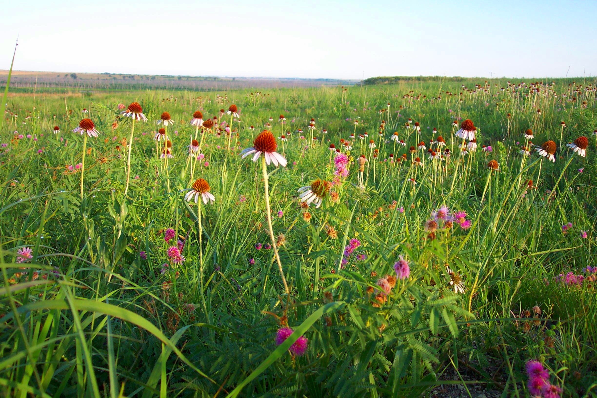 11 reasons to create our American Prairie Kew